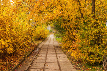 Old autumn alley. Arch from autumn leaves. Trees above the old road from concrete slabs.