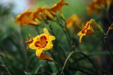 Lush flowering of the yellow hybrid daylily 
  "FOOLED ME" in the summer garden.