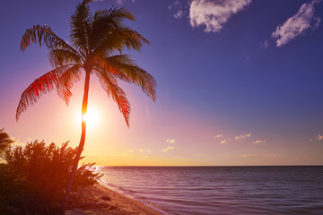 Holbox beach sunset palm tree Mexico