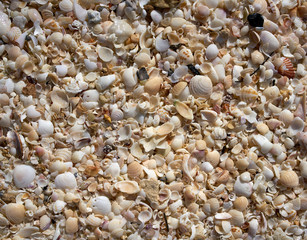 Holbox beach shells sand Mexico