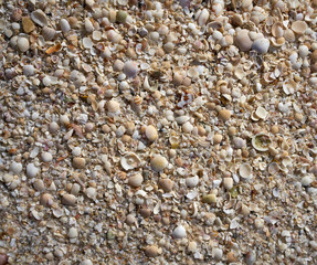 Holbox beach shells sand Mexico