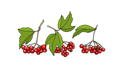 Hand drawn viburnum twigs
