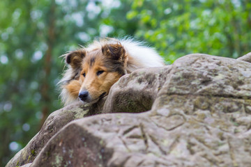 Beautiful portrait of a border collie lying on a  rock
