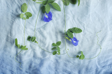 Natural food coloring and dye