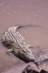 Crocodile in masai mara in kenya