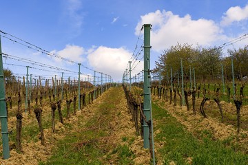 Vineyard rows in spring with blue sky. Spring wineyard landscape in southern moravia wine region.