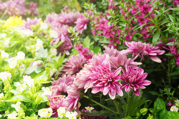 Cluster of pink chrysanthemum and colorful field of flower in garden.