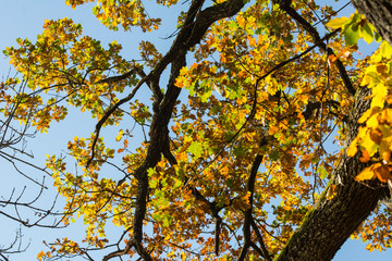 Eiche mit herbstlichem Laub