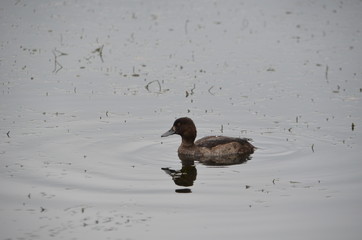 duckling reflection