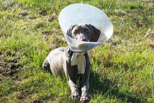 Operierter Hund mit Halskrause