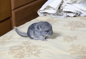 Baby pet Chinchilla on human bed