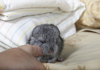 Baby pet Chinchilla interacts with human hand