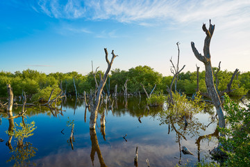 Holbox Island mangroove Quintana Roo Mexico