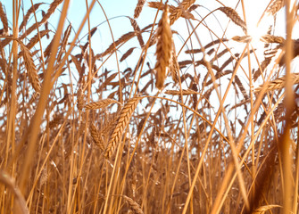 Ears of golden wheat closeup. Wheat field
