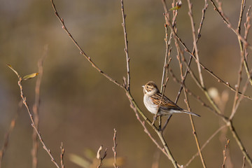 female reed bunting (emberiza schoeniclus) standing on branch