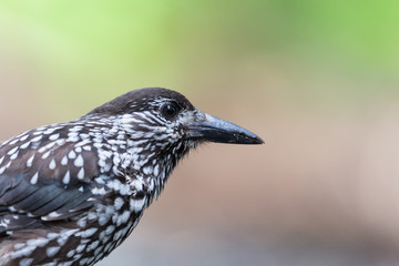 portrait of spotted nutcracker bird (nucifraga caryocatactes)