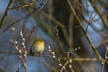 common chiffchaff (phylloscopus collybita) standing on branch