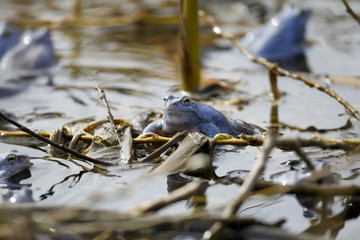 Moorfrosch