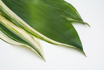 Aspidistra leafe with white streepes latior Variegate. Islolated on white background.