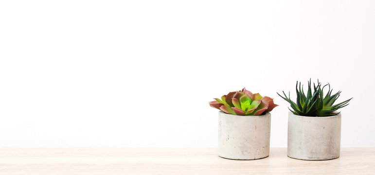 Succulent plants on wood table over white cement wall background, banner, template with copy space