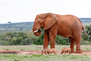 Fototapeta na wymiar Elephant and warthogs drinking water
