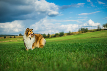 Beautiful rough collie at sunny day - obrazy, fototapety, plakaty