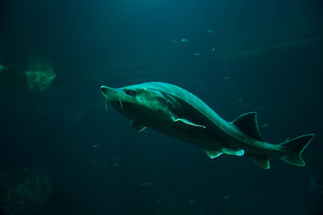 Fototapeta premium Large sturgeon fish swimming in aquarium