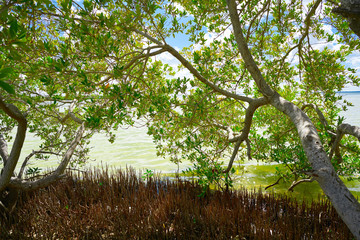 Holbox Island beach mangroove in Mexico