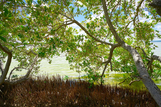 Holbox Island beach mangroove in Mexico