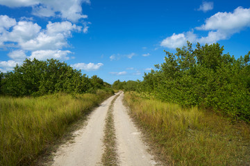 Fototapeta na wymiar Holbox Island mangroove track in Mexico