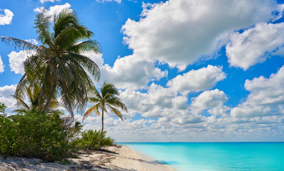 Fototapeta na wymiar Holbox Island paradise beach palm tree Mexico