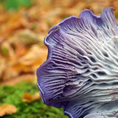 Obraz premium clitocybe nuda mushroom