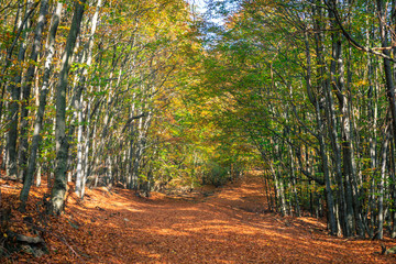 Autumn forest in slovakia