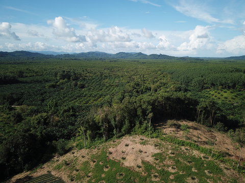 Deforestation. Logging. Trees in rainforest knocked down to make way for palm oil production