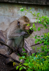 Young monkey eating green leaf