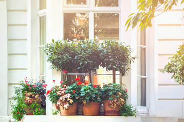 Naklejka premium Plants in pots on a window sill