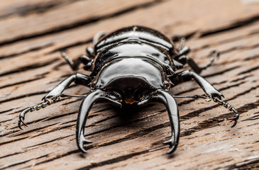 Male stag beetle on the wooden background.