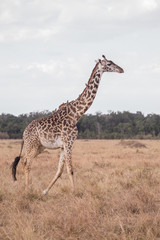 Giraffes in masai mara in kenya africa