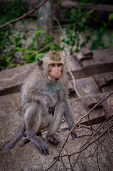 Young monkey climbing on concrete