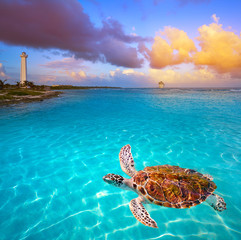 Photomount de tortue de plage des Caraïbes de Mahahual