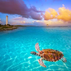 Foto op Plexiglas Mahahual Caraïbische strandschildpad fotomontage © lunamarina