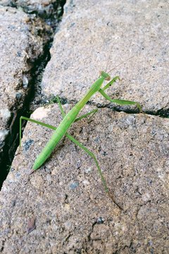 Praying Mantis insect bug outdoors on a patio in the summer