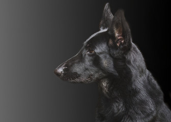 Portrait of a dog, German Shepherd