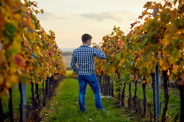 Man standing in a vineyard with a glass of white wine at sunset. Rear view.