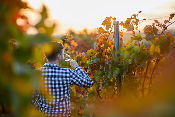 Man tasting white wine in a vineyard at sunset. Looking from behind.