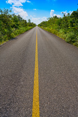 Riviera Maya jungle rainforest road