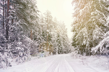 Winter forest