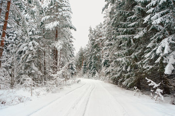 Winter forest