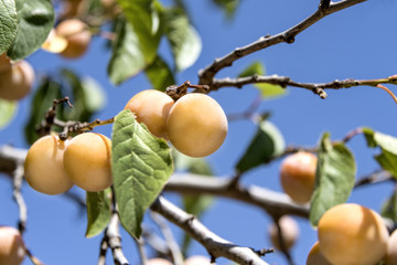 Obraz premium Fresh mellow yellow mirabelle plums on tree branch in warm sunlight.