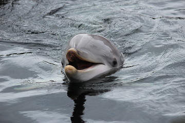 Dolphin named Skinny in Dolfinarium comes with head above the water
